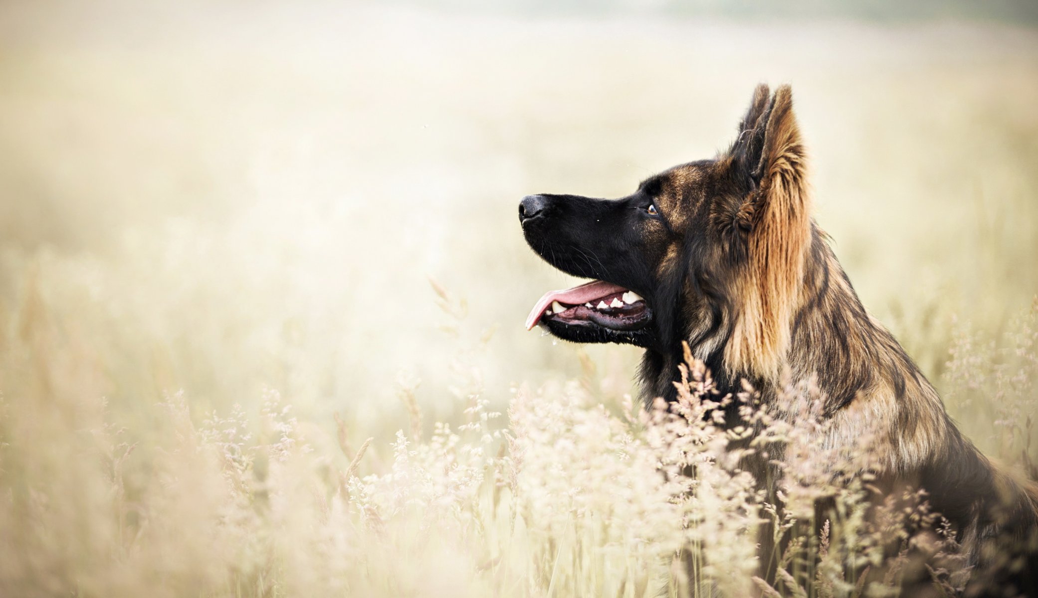 Взыскание ущерба при укусе собаки в Белозерском