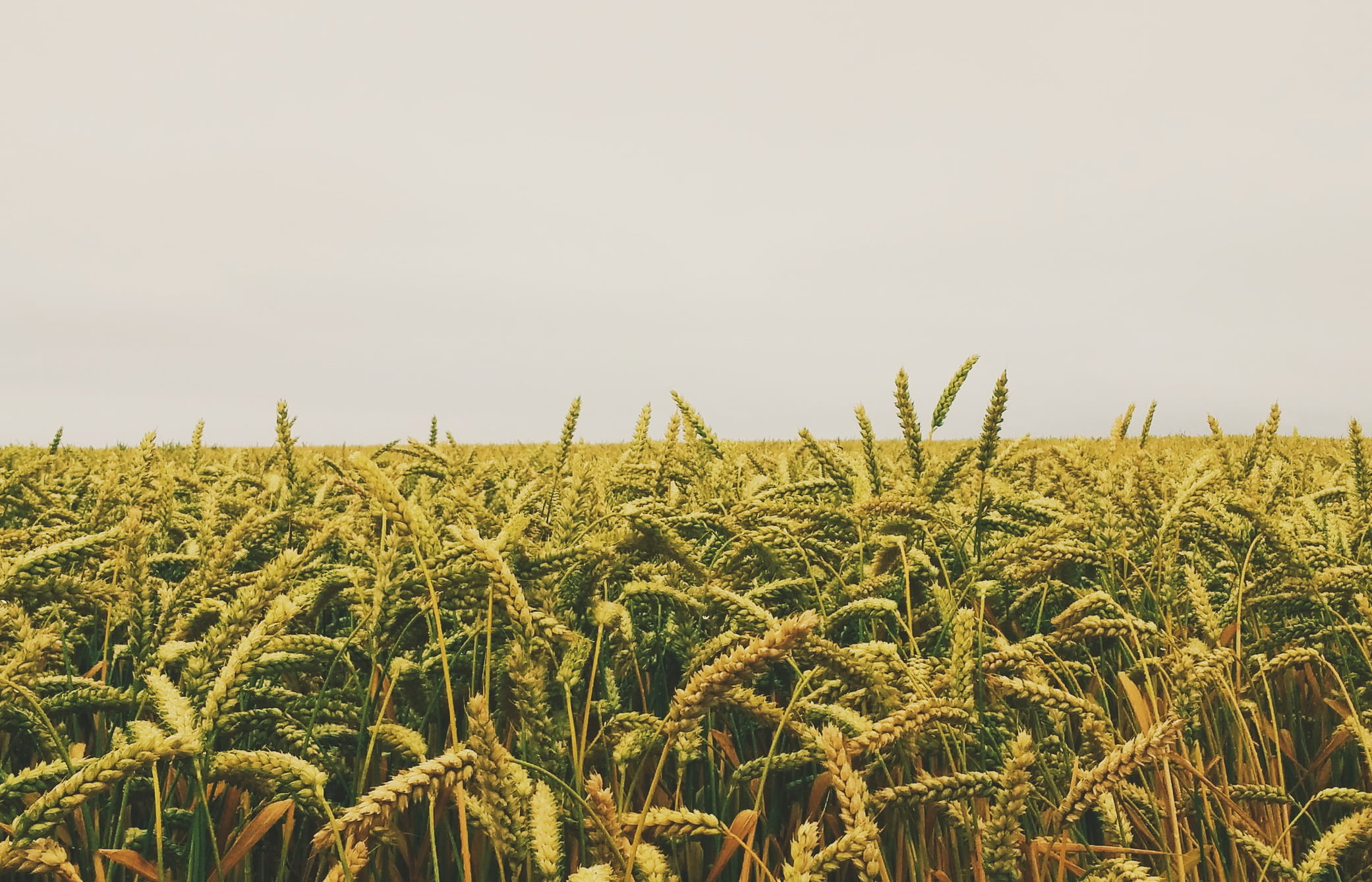 Юрист по земельным спорам в Белозерском. Услуги земельного юриста.